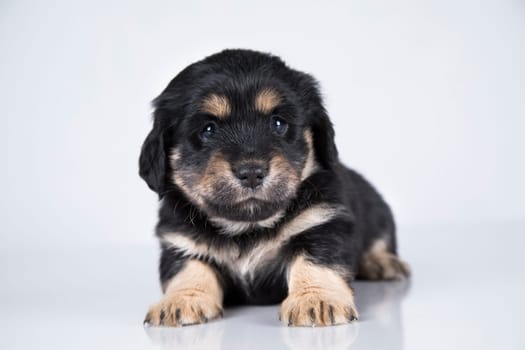 Little dog on a white background