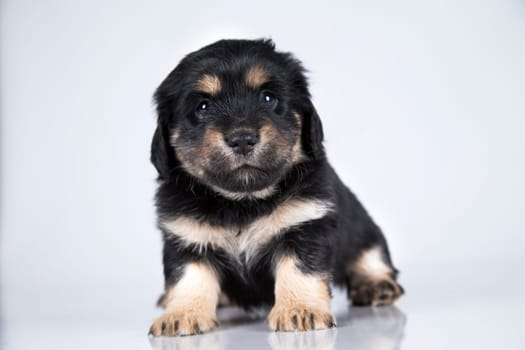 Little dog on a white background