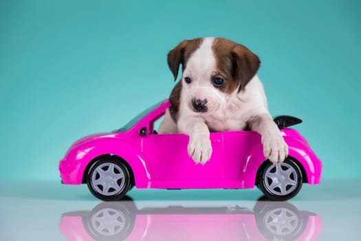 Cute dog in a pink car