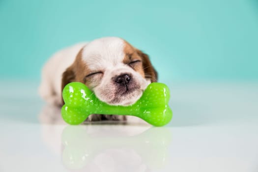 Dog sleeps with a rubber bone