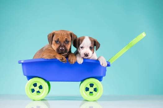 Beautiful little puppies in a toy wagon