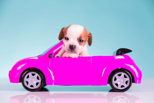 A little dog in a pink car