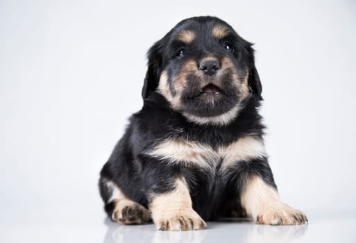 Pet, dog puppy animals concept