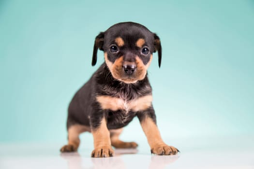 Pet, Little puppy dog, animals concept