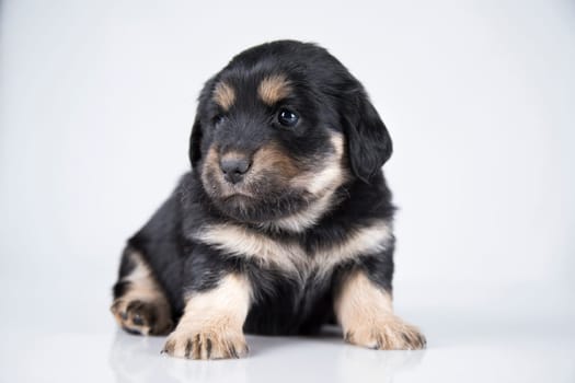 A small dog on a white background