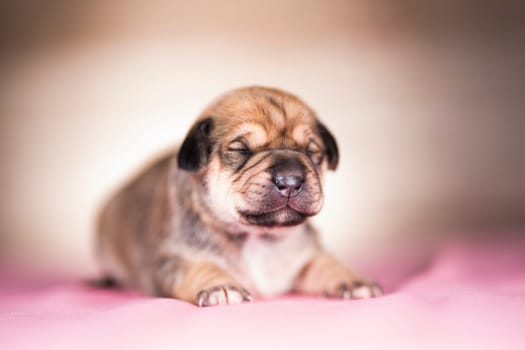 Cute puppy dog sleeping, animals concept