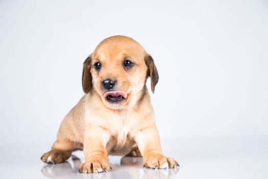 Pet, dog puppy animals concept