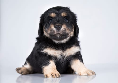 Pet, dog puppy animals concept