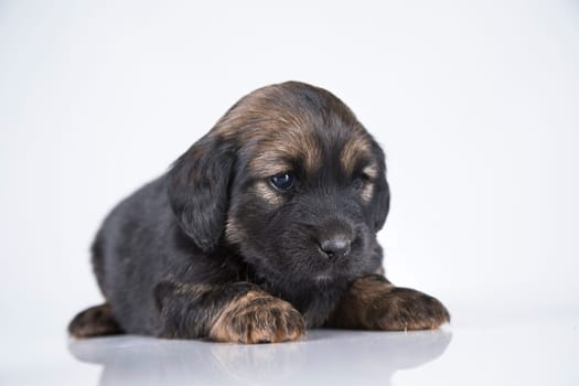 Little dog on a white background
