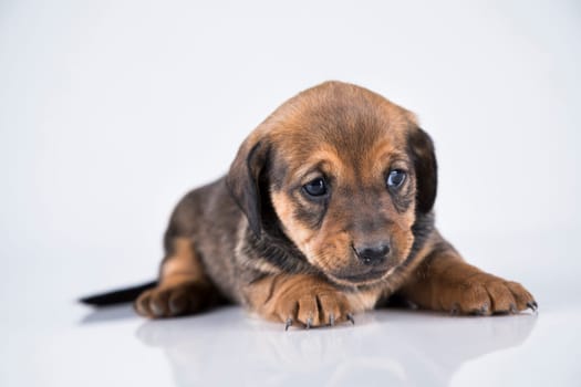 Pet, dog puppy animals concept