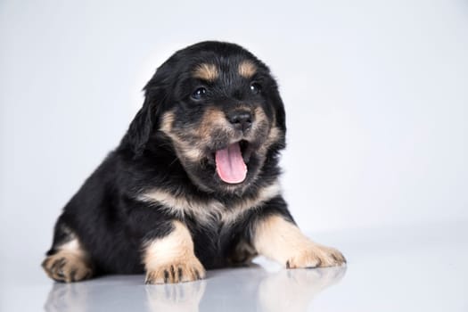 Pet, dog puppy animals concept