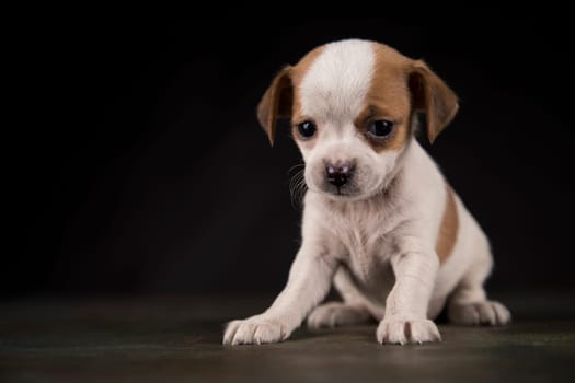 Dog on a black background