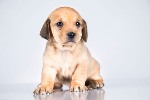 Pet, dog puppy animals concept