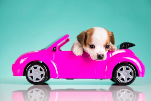 Dog in a pink car