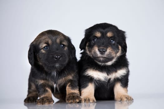 Cute puppies dogs, pet animals concept