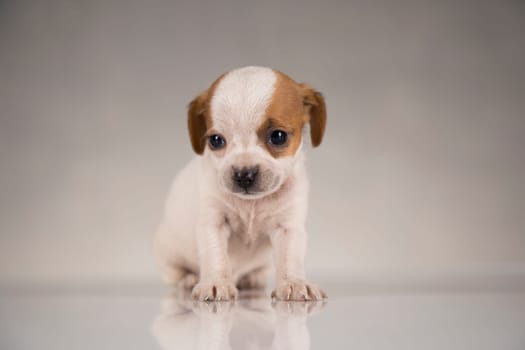 Pet, Little puppy dog, animals concept