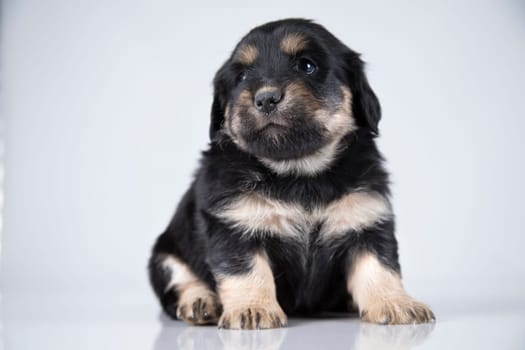 A small dog on a white background