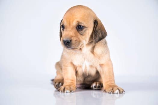 Little dog on a white background