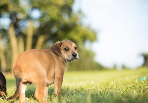 Puppy dog on the grass