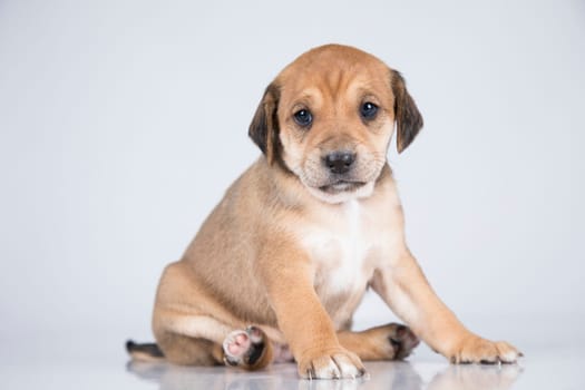 Little dog on a white background