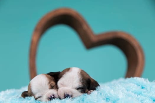 Love dogs in are sleeping