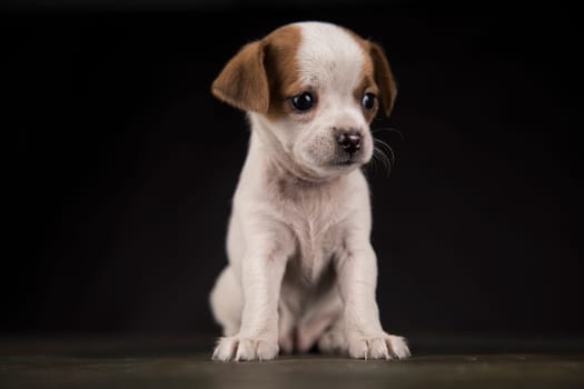 Small dog on a black background