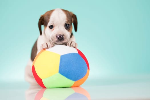 Puppy dog is playing with a ball