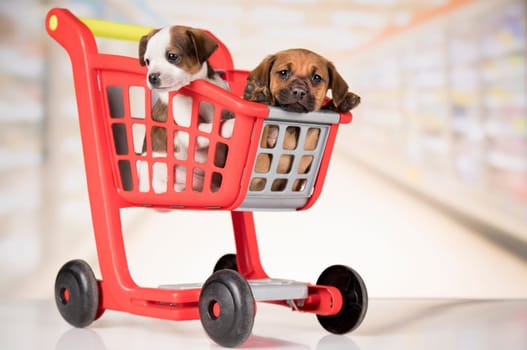 Little doggies in a shopping cart