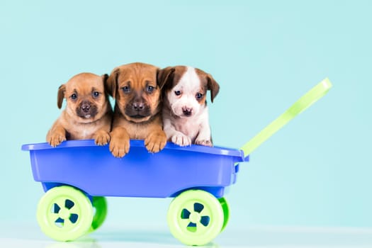Beautiful little puppies in a toy wagon