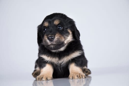 A small dog on a white background