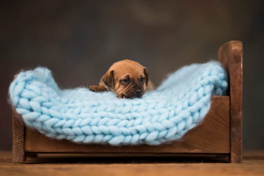 Dog sleep on a small wooden bed