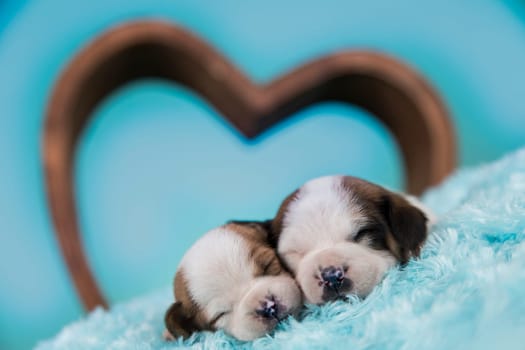 Dogs in love are sleeping