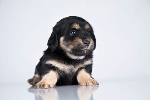 Pet, dog puppy animals concept