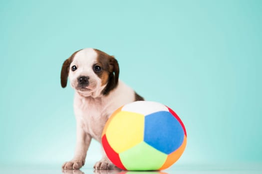 A happy puppy is playing with a ball