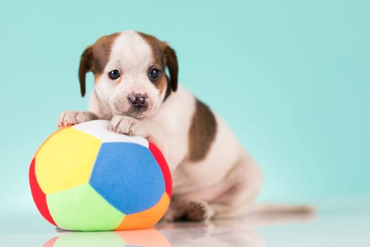Puppy dog is playing with a ball