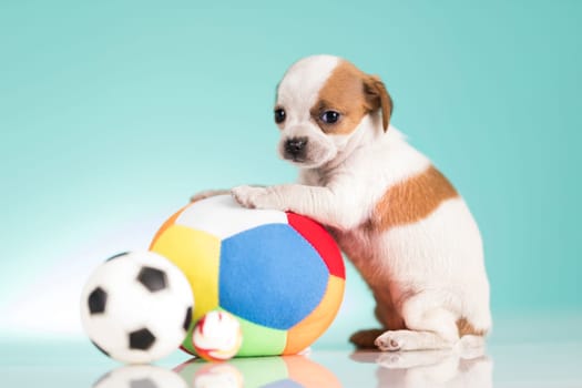 A happy puppy is playing with a ball