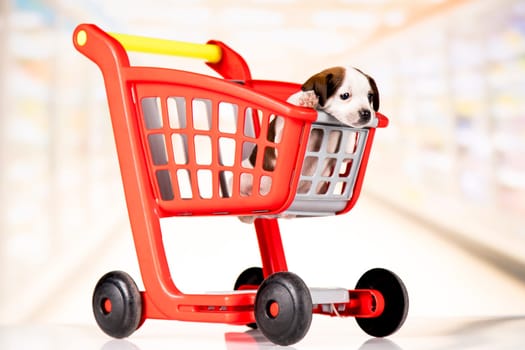 Dog in a shopping cart