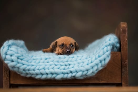 Little puppy breed is sleeping