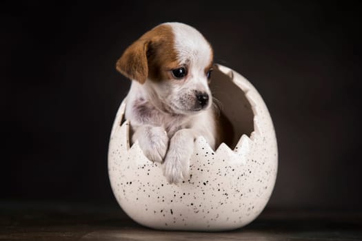 Little dog in an Easter egg