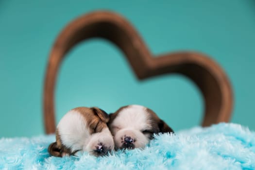 Love dogs in are sleeping