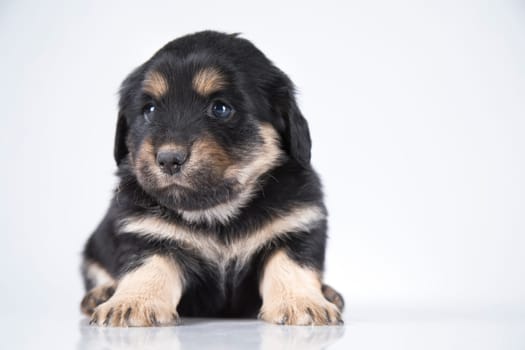 Little dog on a white background