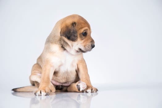 Pet, dog puppy animals concept