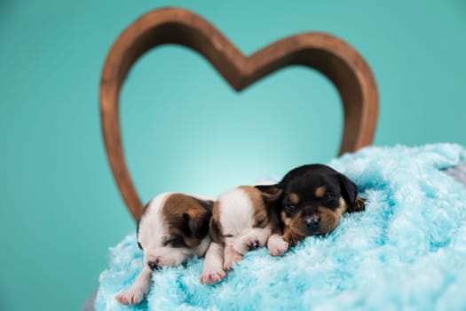 Love dogs in are sleeping