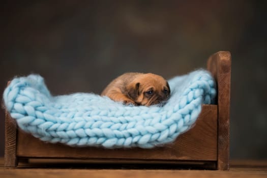 Little puppy breed is sleeping