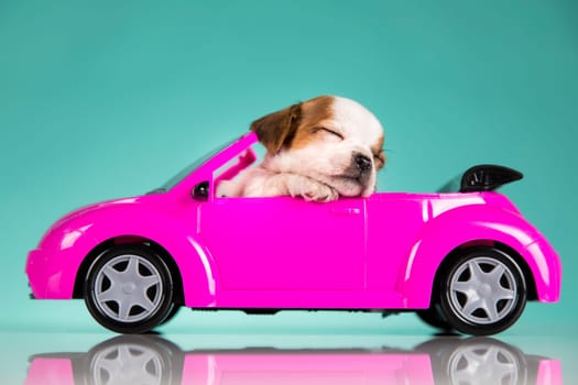 A little dog in a pink car