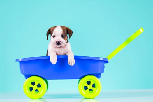 Little cute dog in a toy car