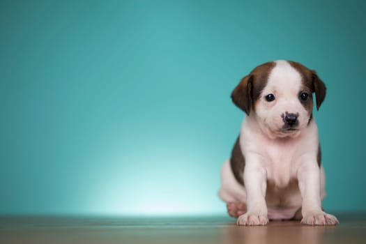 Cute puppy dog, animals concept