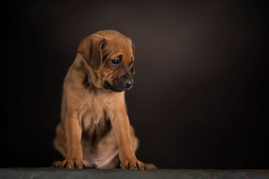 Small dog on a black background