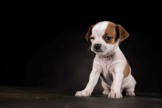 Dog on a black background