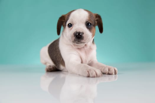 Cute puppy dog, animals concept